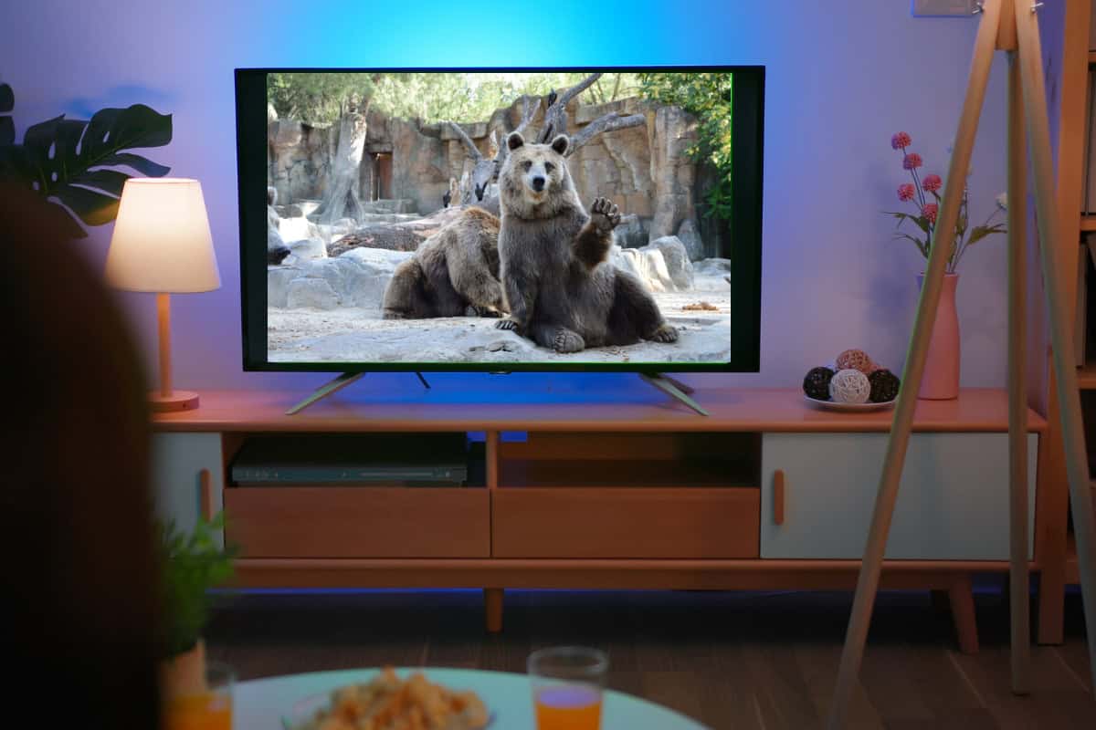 tv showing 2 bears in a zoo for zoo movies list