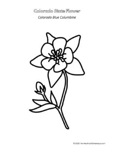 Colorado State Flower Coloring Page - Homeschool Giveaways