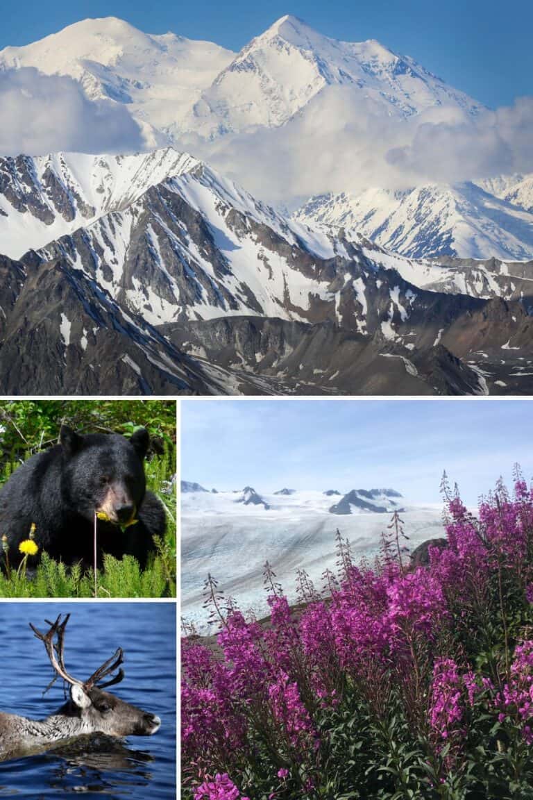 Alaska national parks with Mount McKinley, a black bear, caribou, and flowers in front of a glacier