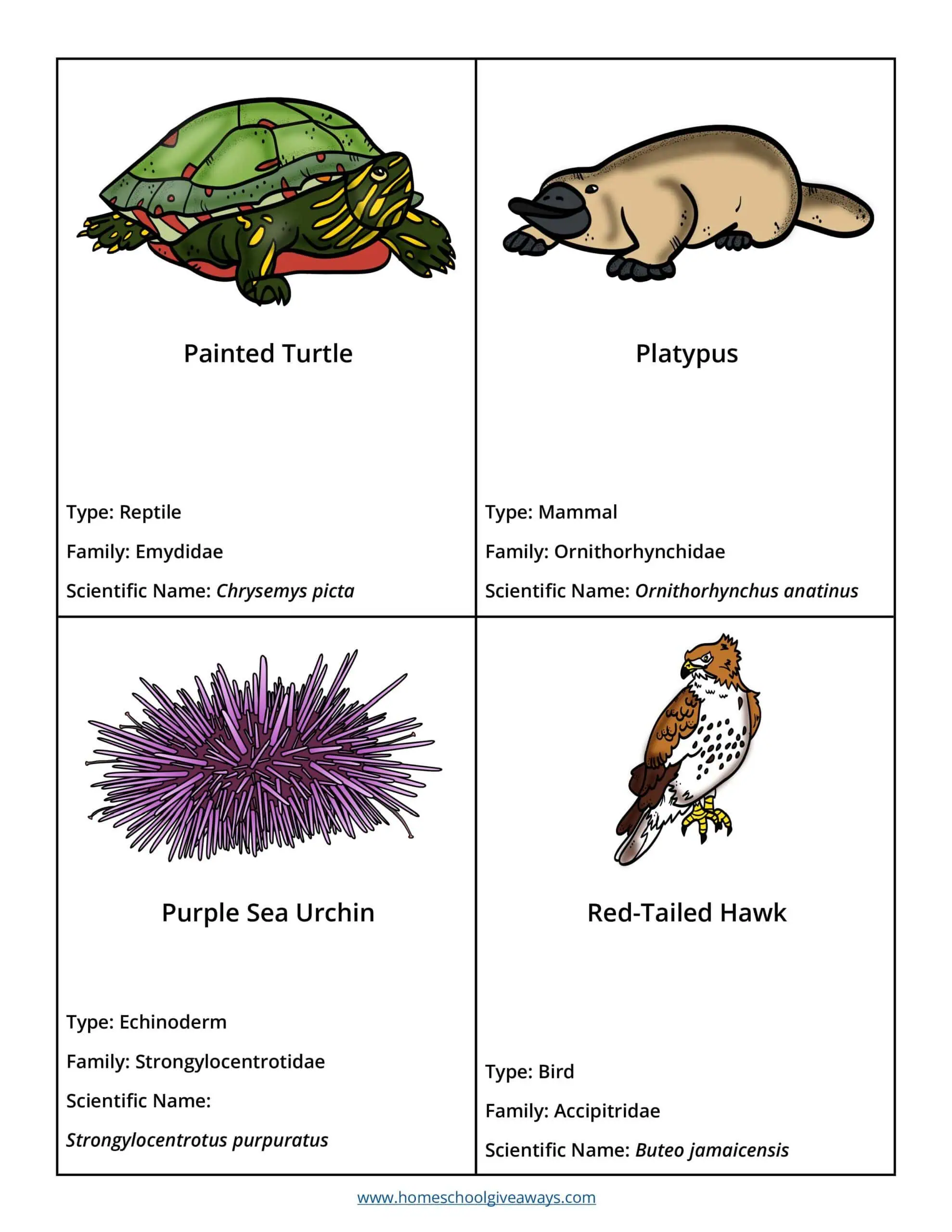 animal classification fact cards with turtle, platypus, sea urchin and a bird