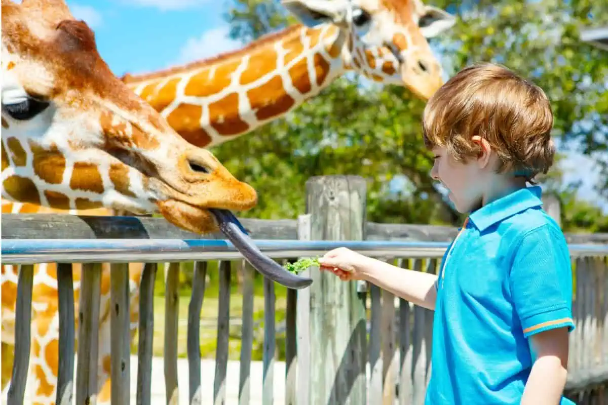 child feeding giraffe with it's tongue out