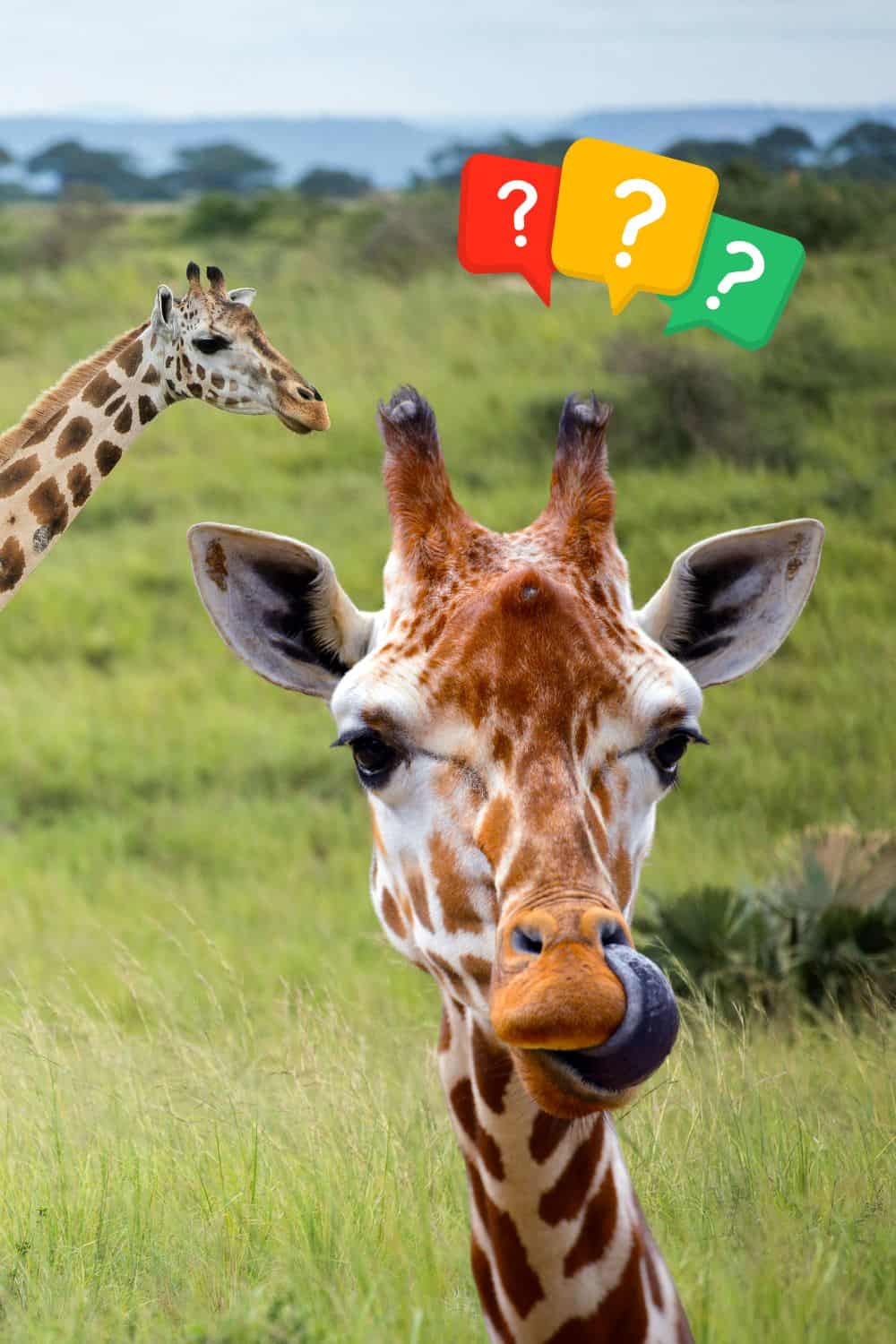 giraffe tongue sticking out with question marks