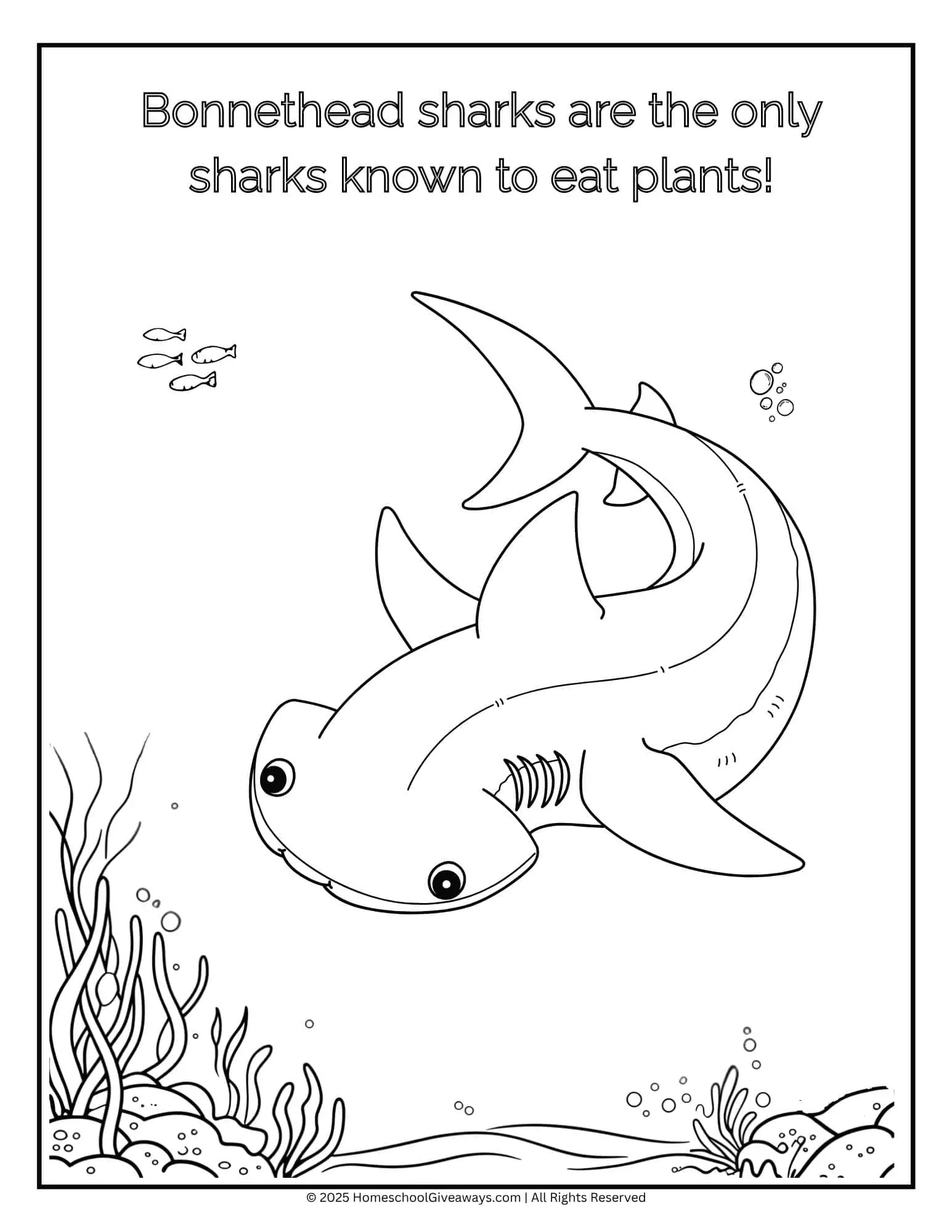 Bonnethead shark coloring page depicting a curious bonnethead swimming past swaying seaweed and small fish.