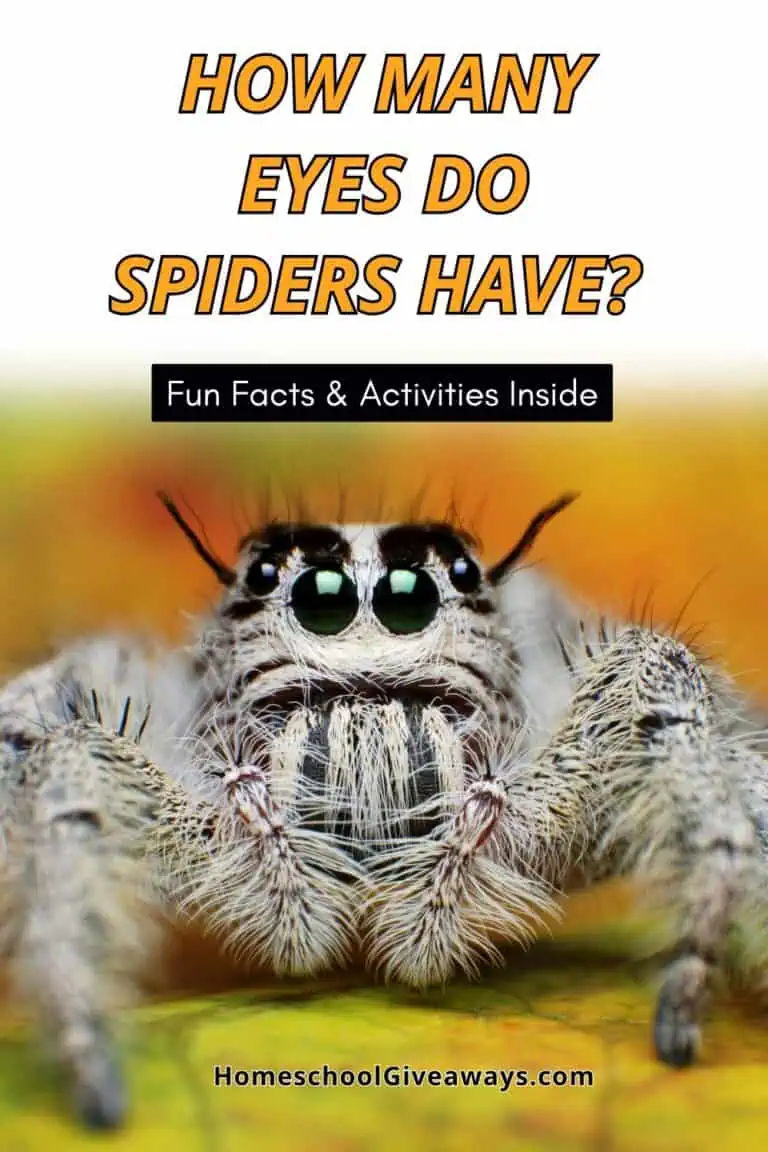 Close-up of a gray spider showing multiple eyes, with the text: “How Many Eyes Do Spiders Have? Fun Facts & Activities Inside”