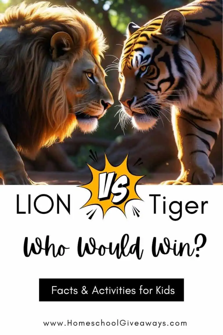 A lion and a tiger face each other with the colorful post title "Lion vs Tiger: Who Would Win? Facts & Activities for Kids" displayed prominently.