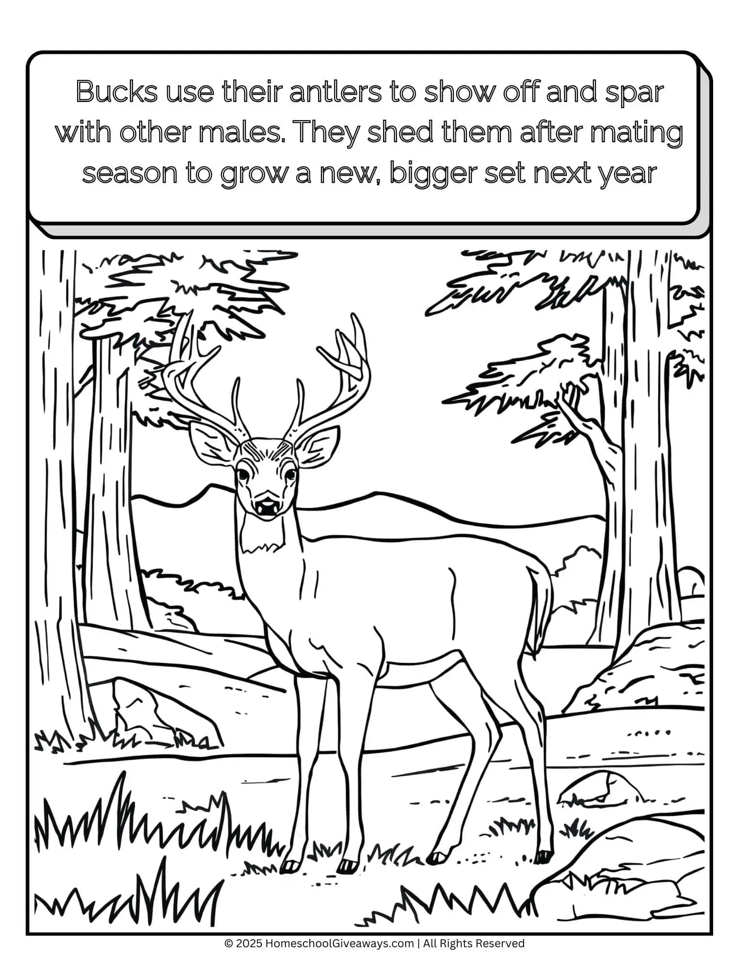 Printable deer coloring page of a buck standing in a meadow, with a fun fact about how bucks use their antlers to spar and shed them each year.