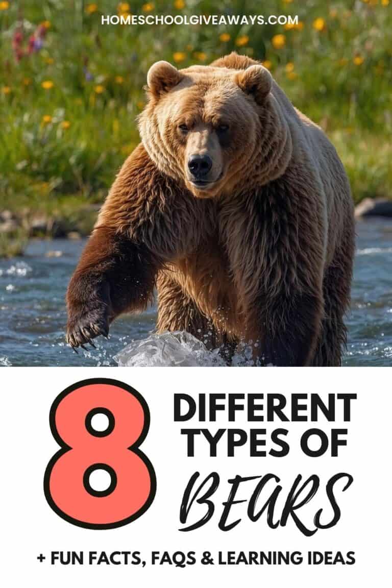 A grizzly bear standing in a river with wildflowers along the riverbank. Text overlay reads “8 Different Types of Bears + Fun Facts, FAQs & Learning Ideas.”