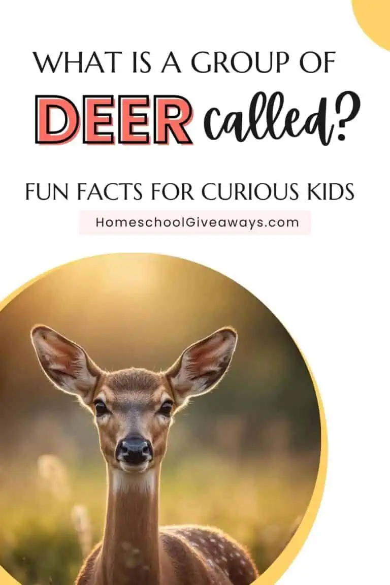 Deer standing in a sunlit meadow, looking at the camera, with text overlay: “What is a group of deer called? Fun Facts for Curious Kids.”
