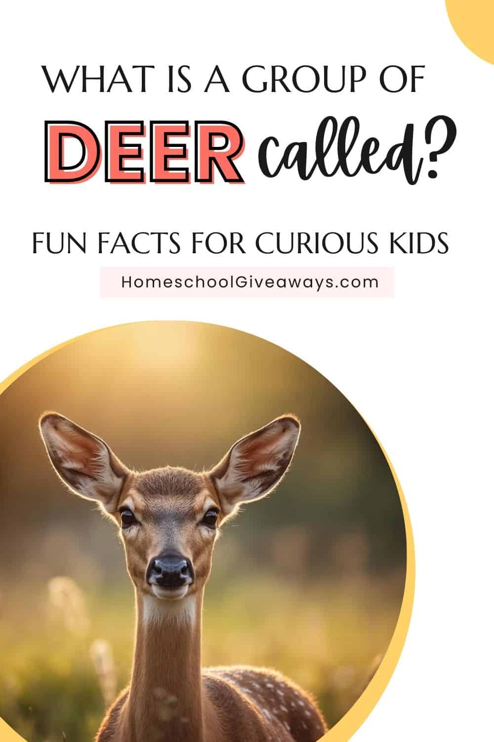 Deer standing in a sunlit meadow, looking at the camera, with text overlay: “What is a group of deer called? Fun Facts for Curious Kids.”