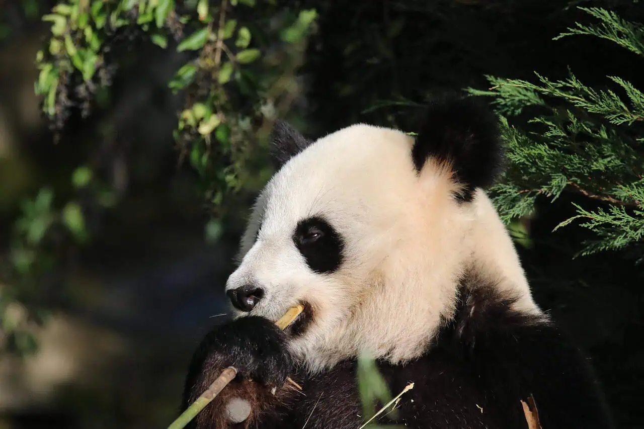 giant panda eating bamboo