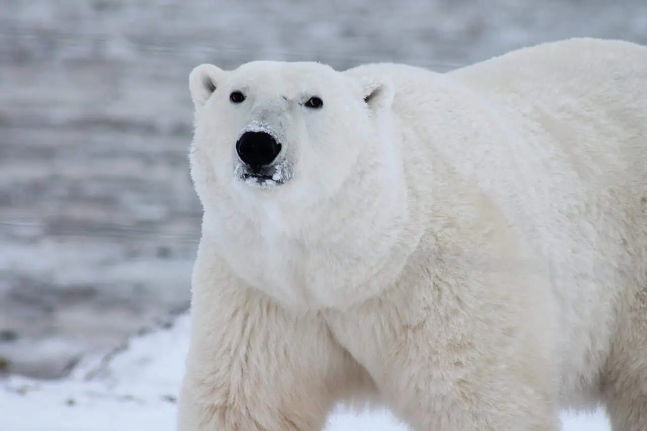 polar bear looking at camera