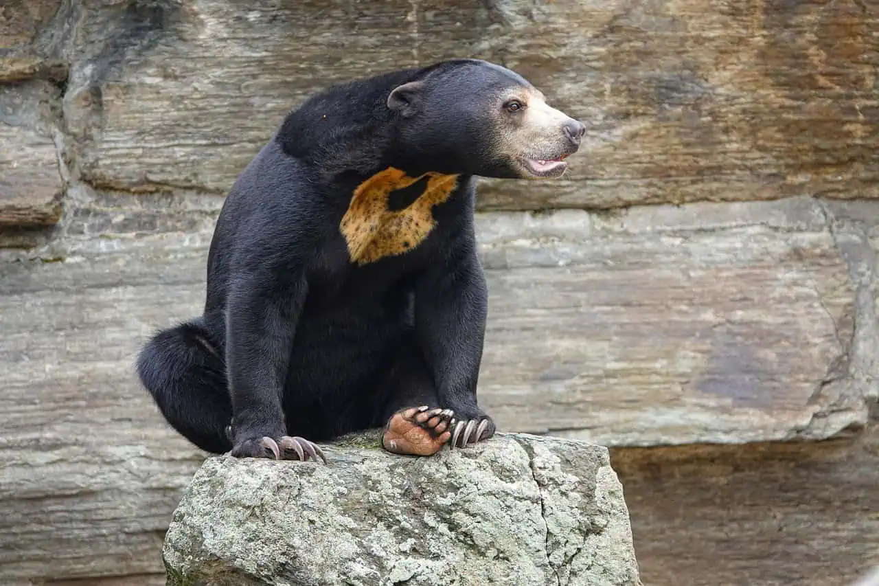 sun bear in a zoo