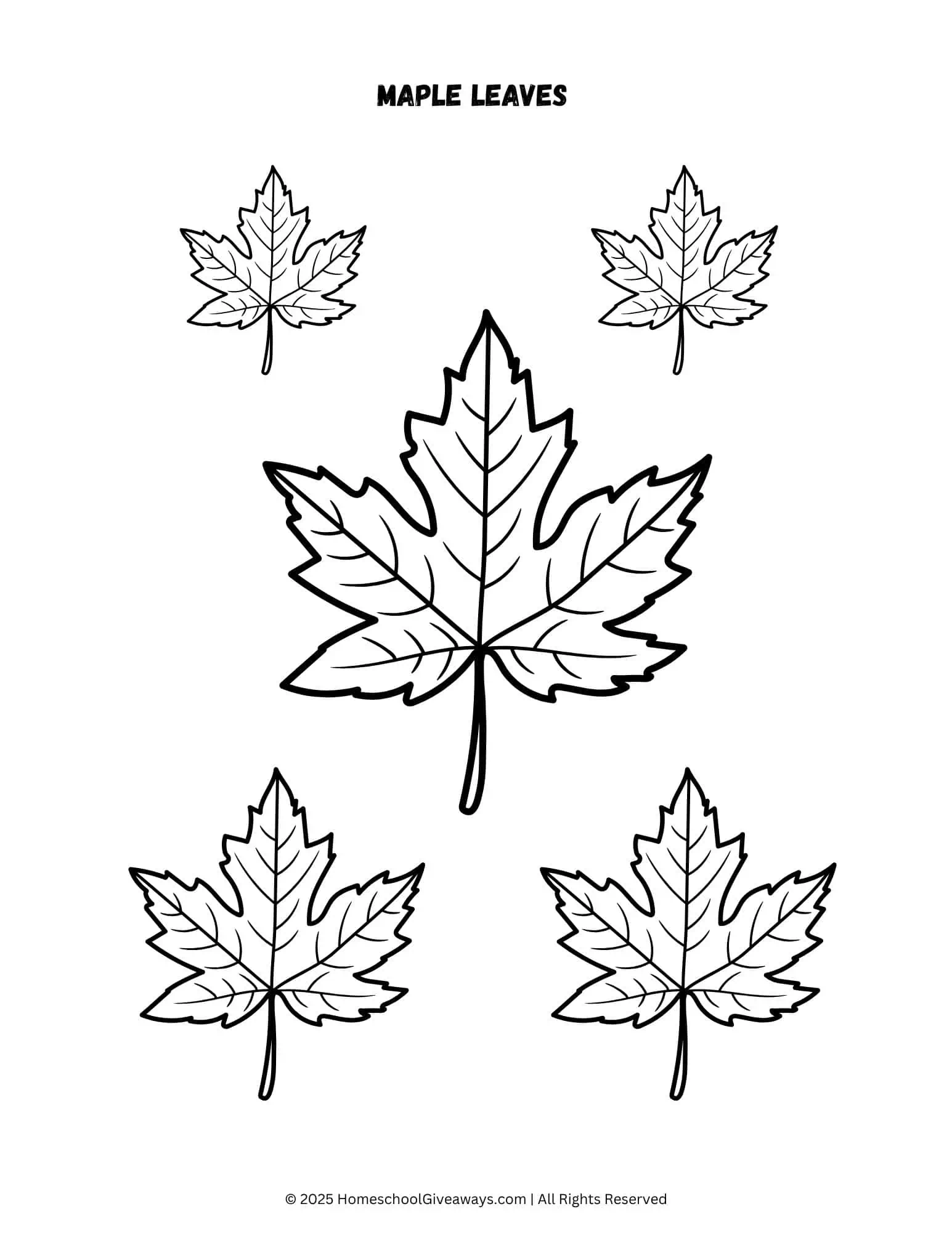 maple leaf template page with 3 sizes of maple leaves to color and cut