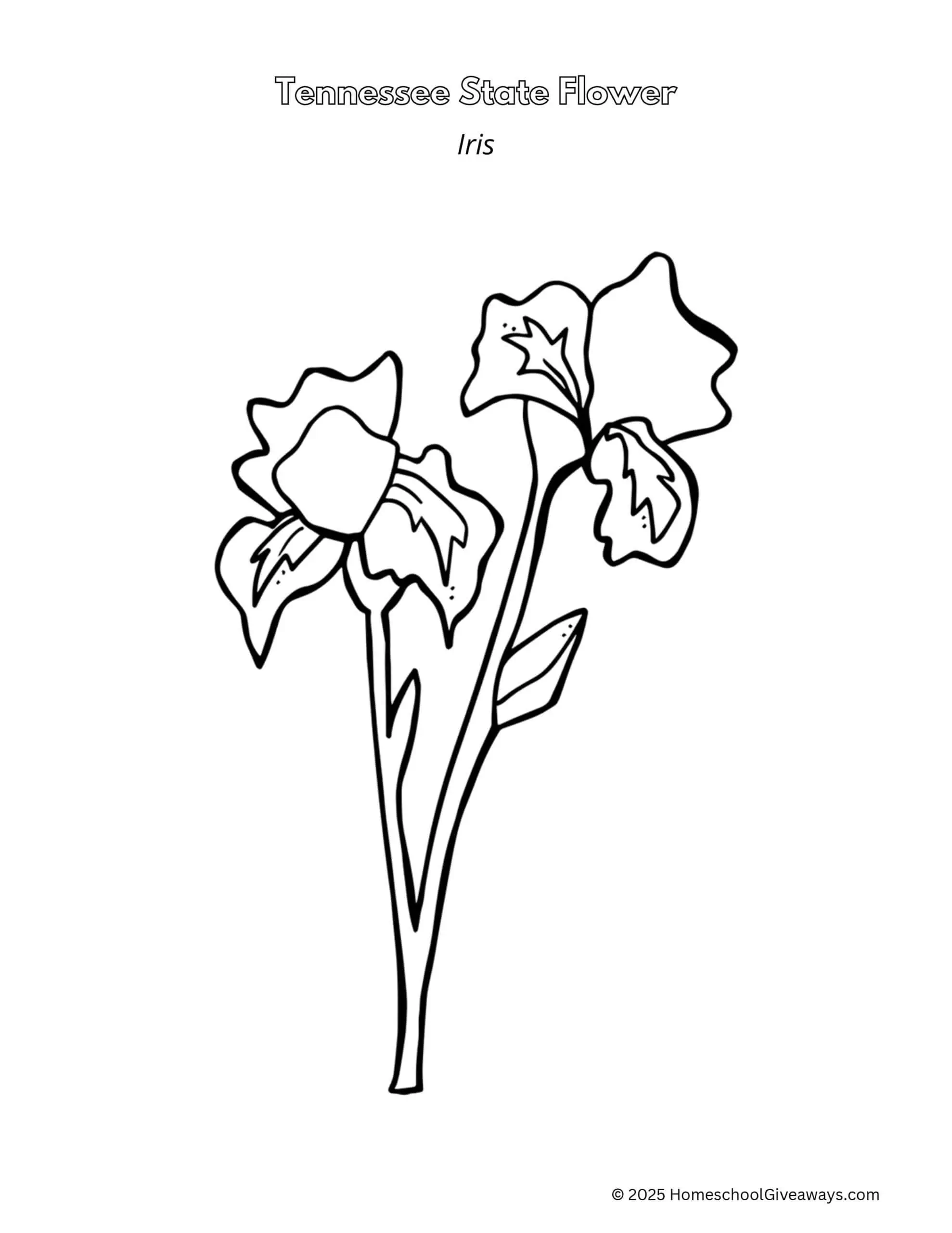 Tennessee State Flower coloring page featuring a simple line drawing of an iris flower